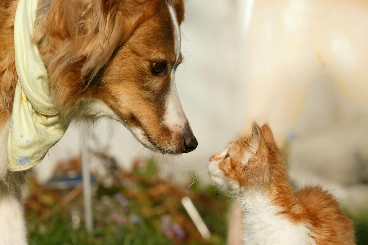 Ein Hund schaut eine Katze an
